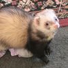 crazy.ferret.lady