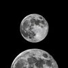 alvina_2692