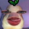 affgkkhhz