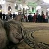bosyahmed921