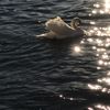 solina_454