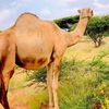 mahir3627