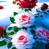 user888688627981