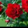 redrose.784.5