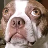 oakley_the_g