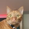 beansthecat24