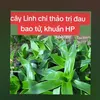 binh.yen063