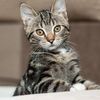 Funny Cute Pets22