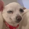 deltataco
