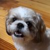 ollietheshihtzu2