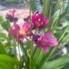 thamdam.diary