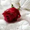 user4084250616784