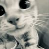 qq0q_0