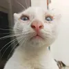 lllunaax