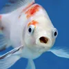 molamolaoceansunfish