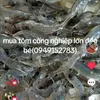 linh_mua_tom
