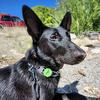 persephone_gsd_malinois