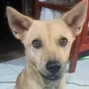 nhn_mi_tp