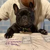 lucy_french_bulldog21