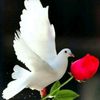 aman.sn7