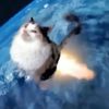 paw4pawt4t