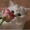 lisakim_688