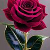 mistti.maye2