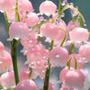 monse_7370
