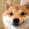 gooddog091