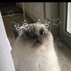 diana_a_1111