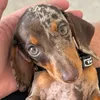 MOLLY
