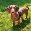 sir_ralphred_bartholomew