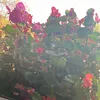 dragiuhjcp6