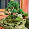 jardinero284