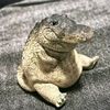 iguanaxpanqueca_2010
