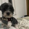juliaesvpy3