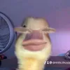 dttqcuti