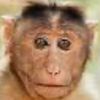 xhappymonkeyx