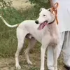 onlyshikar