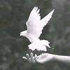 user29193024690296