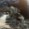 cateater313