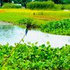 🌿🌿প্রকৃতির স্নিগ্ধতা🌿🌿