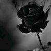 black.rose9125