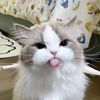 fiqri_mrtver
