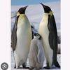 penguen899