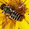 franciscapinoalba