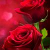 nahid27369