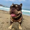 abel.mascota