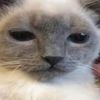 qwerticus777ttv