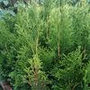 curly_garden